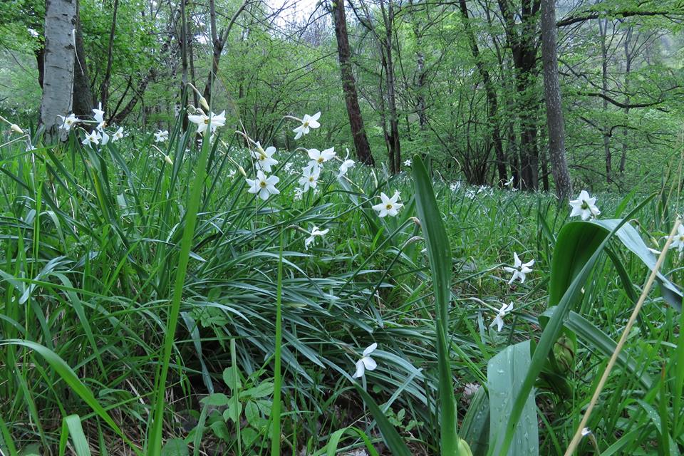 Narcisi a Salbertrand - Maria Rita Brun 